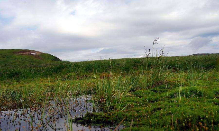 北湾边境:7条军犬被蚊子咬死,战士从头包到脚,一巴掌拍死上百只