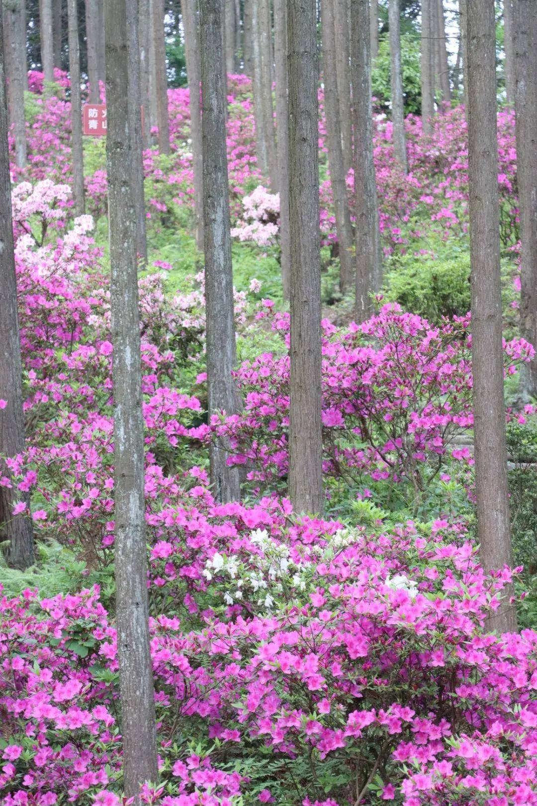 【旅游利州】最惜杜鹃花烂漫,春风吹尽不同攀!