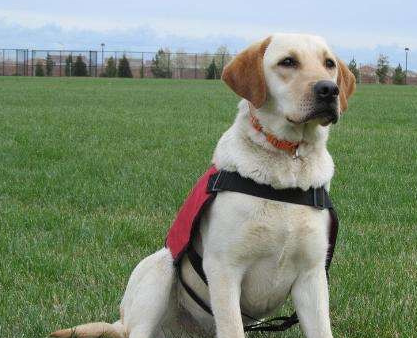 拉布拉多的运动量有多大,每天两小时不能少