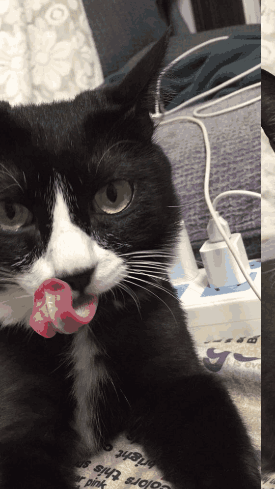 主人用脚趾戳猫咪鼻孔,下一秒猫咪的表情笑翻,网友:你不洗脚吗