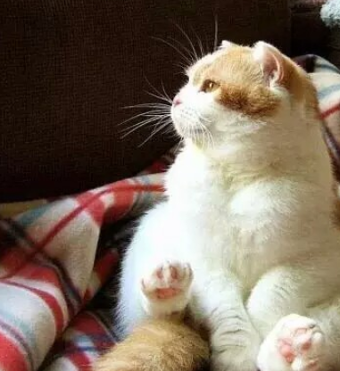 当你胖成球的时候,再凶的表情看上去都像卖萌,胖橘:喵?