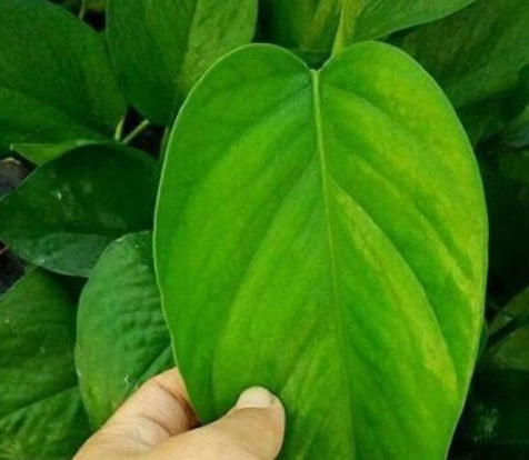 给绿萝浇水时加点它,根不烂,叶不黄,2周就能长爆盆!