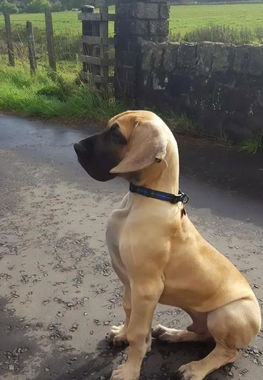 十张大丹犬的生活照其二,严肃与搞笑合二为一的化身