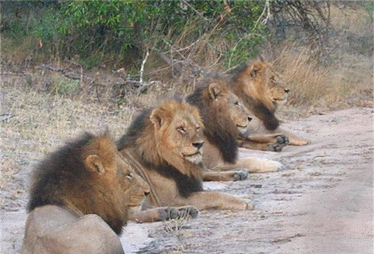 非洲幼狮冥河姐弟,相依为命四处流浪,为姐姐复仇单挑狮群而亡