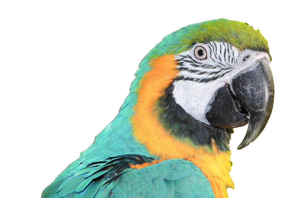 鹦鹉体型越大饲养成本也就越大,鹦鹉笼子普通的几十一个,进口的几百一