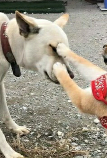 勇敢柴犬被大狗欺负,双拳齐上强势反击:敢欺负我?_主人_狗狗_宠物