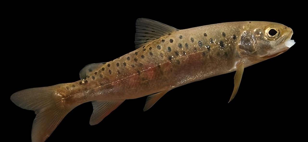 神秘梅花鱼起死回生?在秦岭深处大群出现,这么多还需要保护吗?