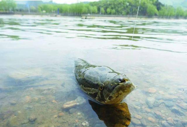 生性凶猛的黑鱼有天敌吗?被称为水中小霸王的它,为何没有泛滥