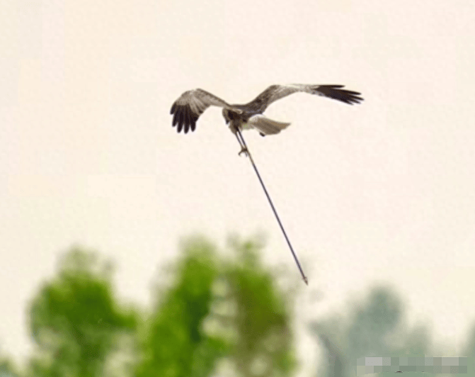 猛禽被长箭贯穿坚持飞行,靠偷鸟蛋和同类喂食生存,直到遇到人类
