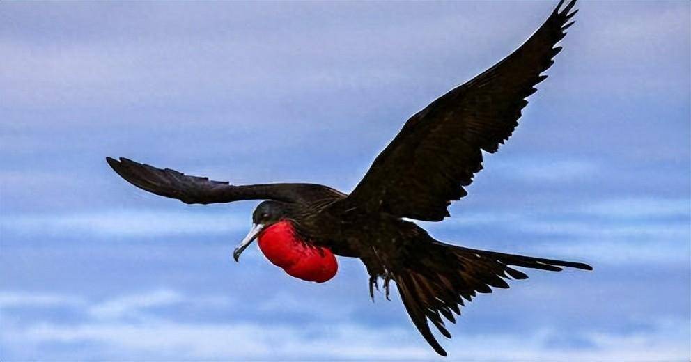 世界上飞的最快的鸟,时速高达352公里,比中国的高铁还快!