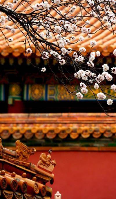 外国总统要坐车进故宫,狠老头单霁翔:拉闸,关门