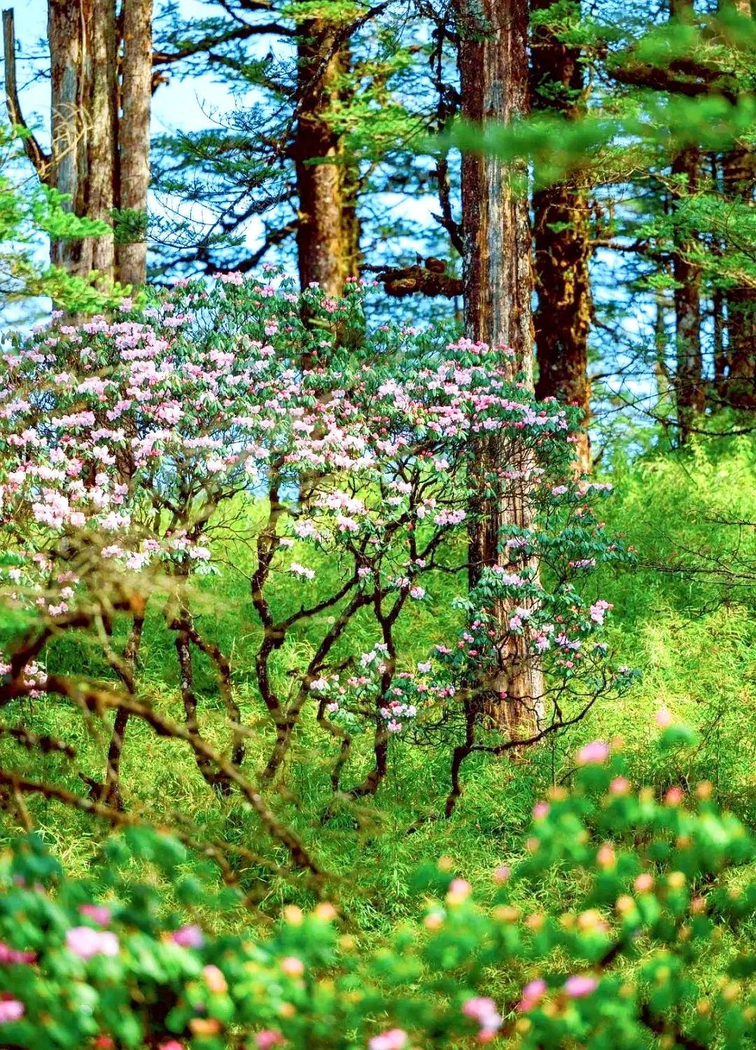 眉山开启"花式宠爱"模式!