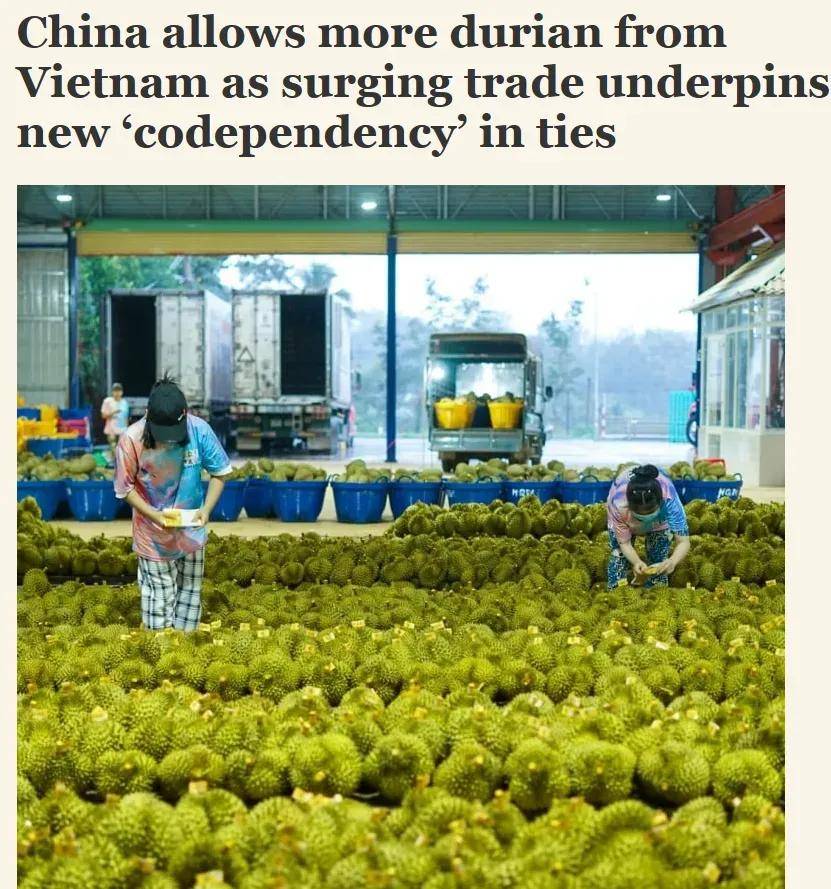 中国榴莲种植成功!让泰越两国深感焦虑,以后高价榴莲卖哪里?
