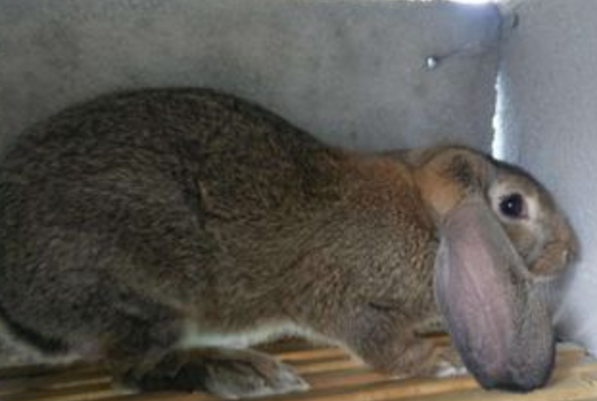 养兔子阴气重图片