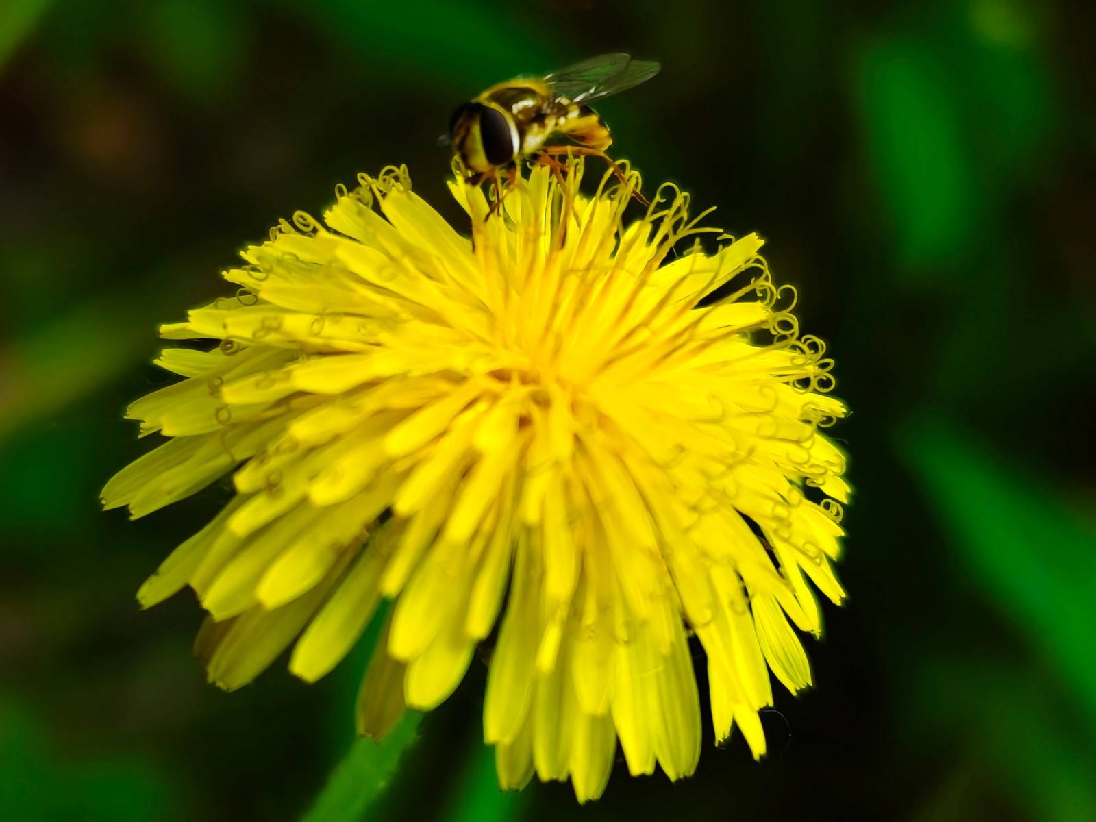 金色花朵毛绒绒圆球 蒲公英令人刮目相看