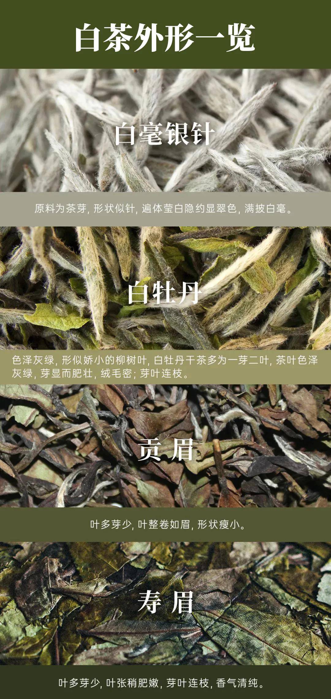 白茶_摄影_福建