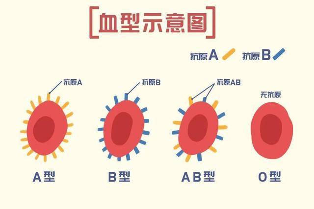 你会算自己的血型吗?a型,b型,ab型和o型血,哪种血型更健康?