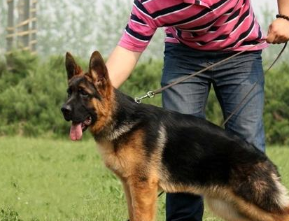 主人出门遛德牧,还给它穿高跟鞋,德牧一脸生无可恋:做女人真难