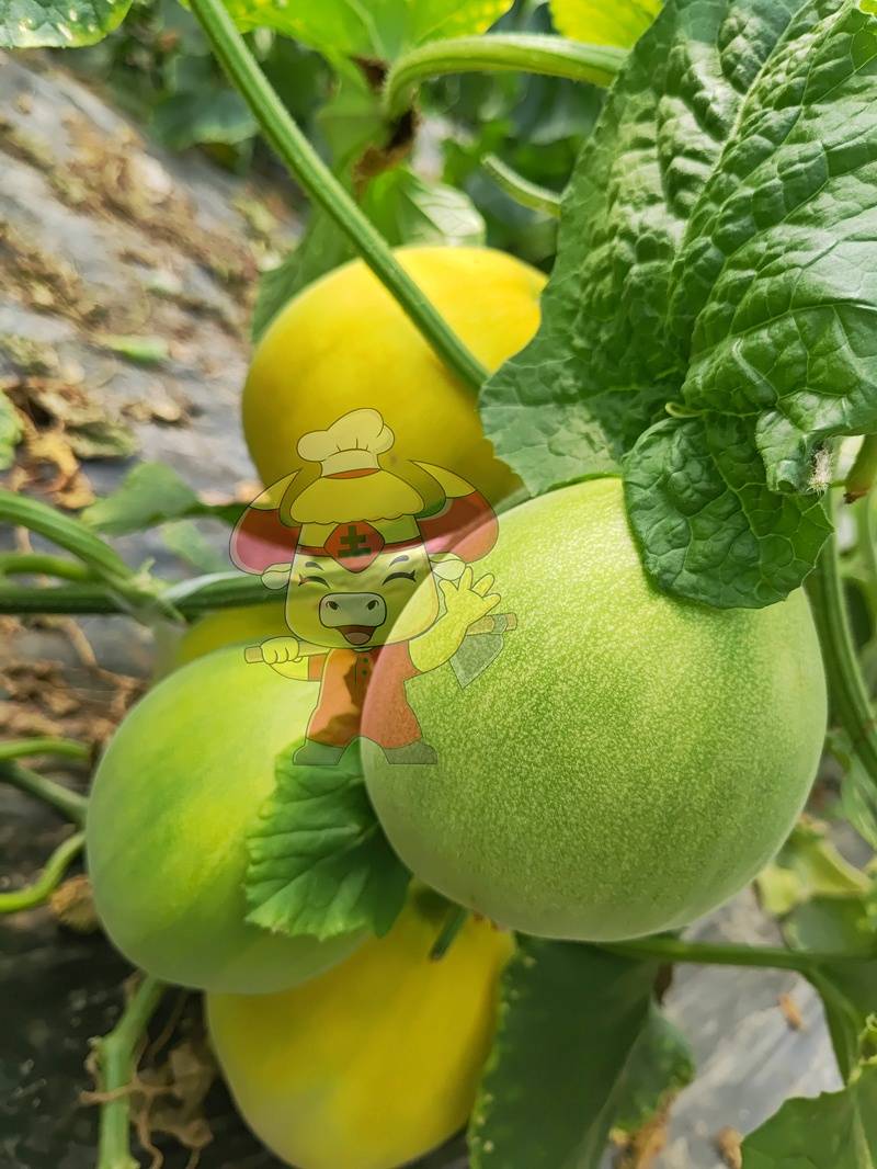 种甜瓜用什么肥最好?早春棚甜瓜产量翻倍要点