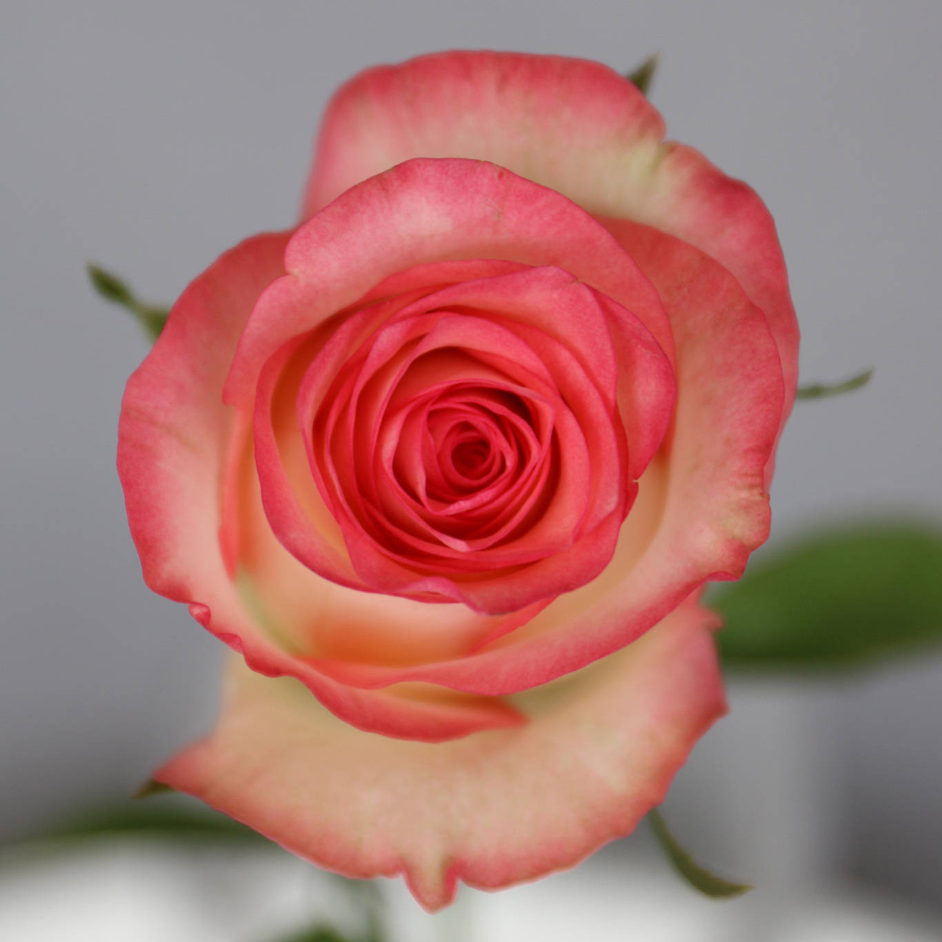 艾莎,坦尼克,火焰,咖啡时间,嫣然,琉璃翠,幸运女神,翡翠大花型玫瑰按