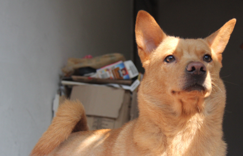 中华田园犬的5大优点,网友:不养都觉得吃亏!