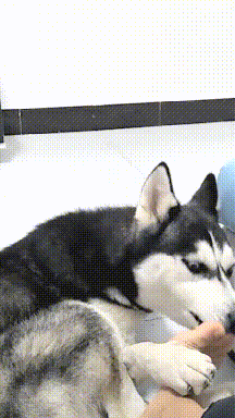 时候_宠物_表情