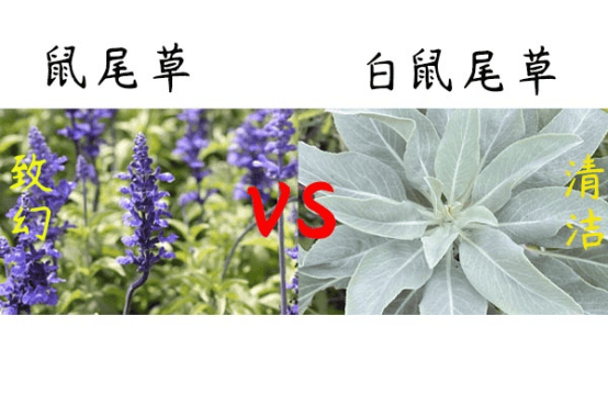揭开白鼠尾草的神秘面纱:留学生视角下的真相与误解