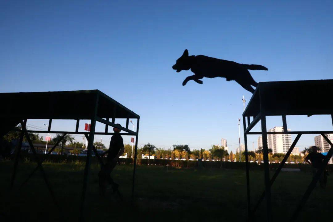 北京警犬基地图片图片