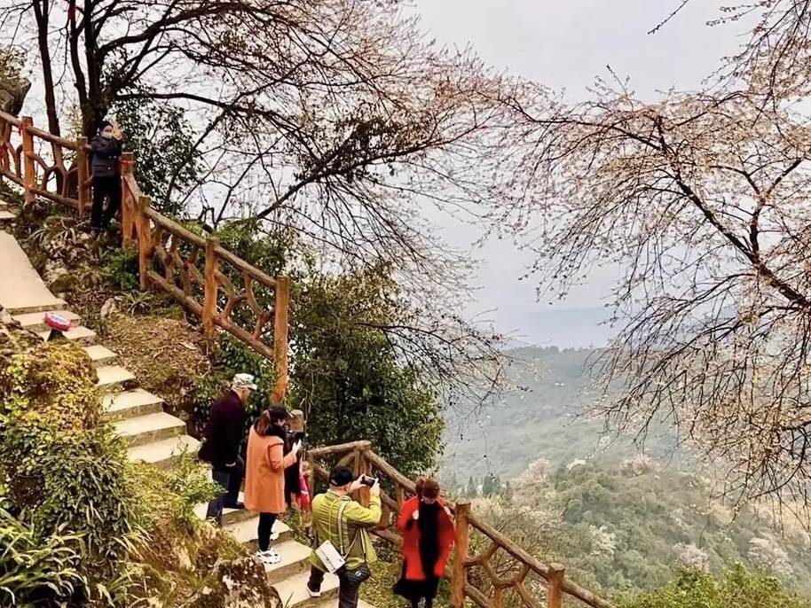 渝北云龟山,藏着国内最大的一片野生樱花林_野樱_重庆_自然