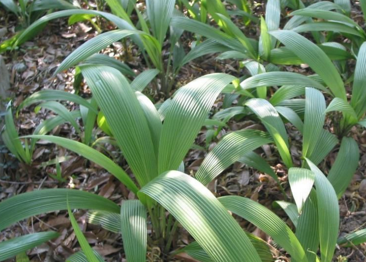 但是铁棒锤是一种有着剧毒的野草