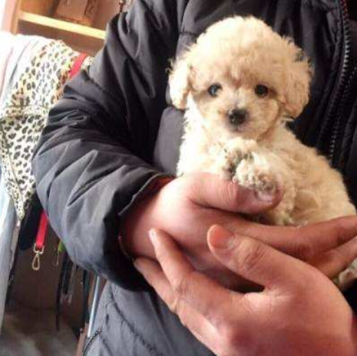 养了几年的土狗,因为跟新买的小泰迪打架,被主人赶了出来