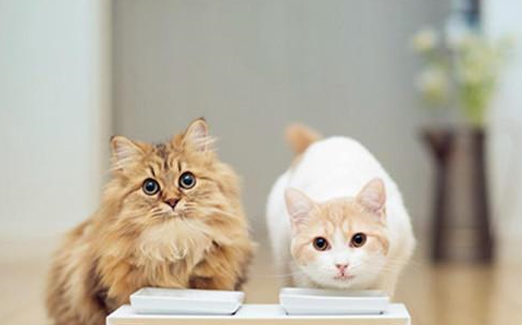 睡过头忘喂猫,醒来就对上主子的这眼神
