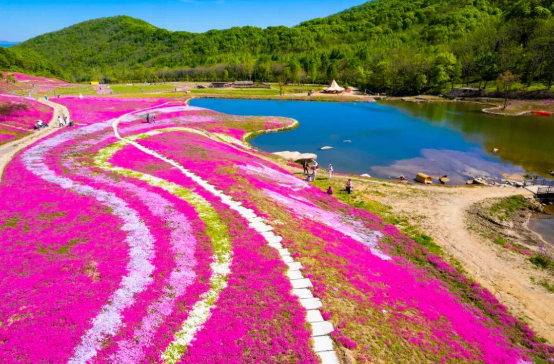 地表最美的芝樱花开成花地毯啦 就在蛟河!