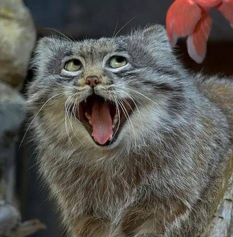 猫蠢萌可爱,是家中萌宠,但有一种猫,长相可爱,却被禁止饲养_动物_因为