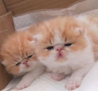 加菲猫生了5只小猫猫,其中一只很像特务,确定是亲生的吗?