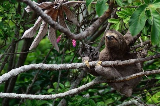 世界上最懒的动物,还是少数接受剖腹产的动物_树懒_海藻_因为