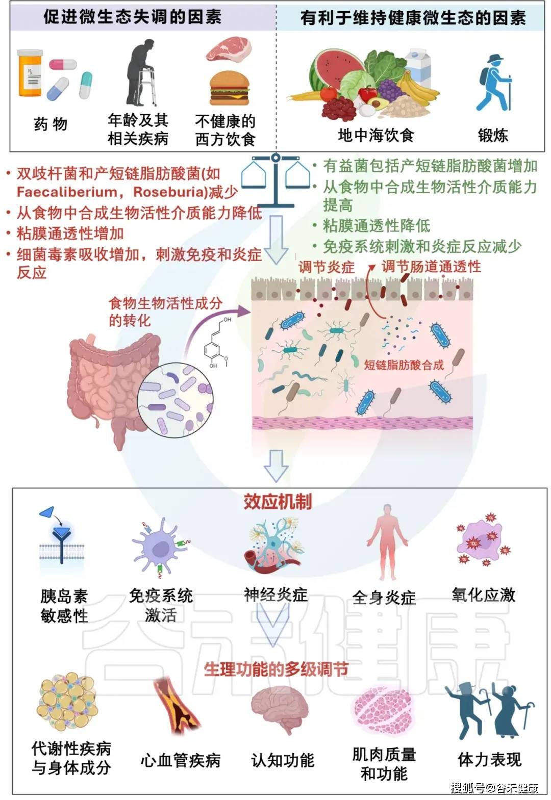 为什么微生物组对人体健康至关重要？
