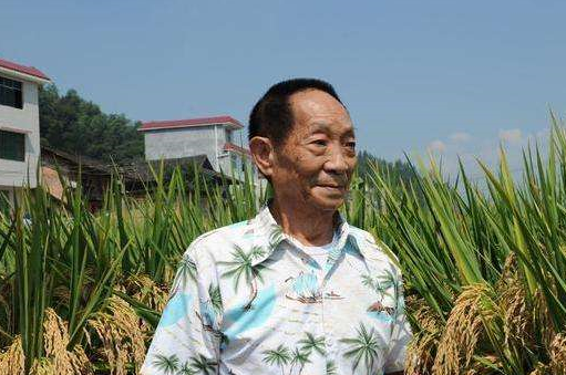 从田园之梦到禾下乘凉梦,他是怎么走上杂交水稻之路的?