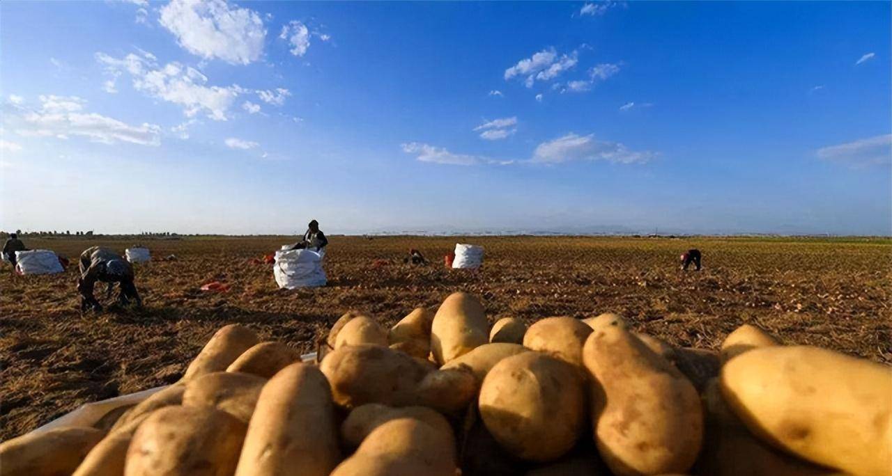 西伯利亚土豆产量图片