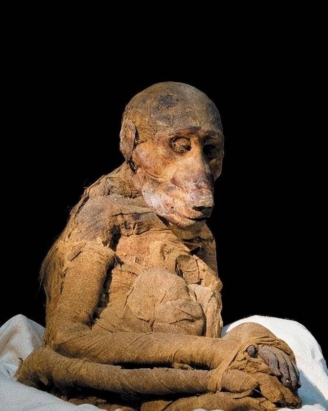 解剖者说:日本武士砍头现场,木乃伊狒狒