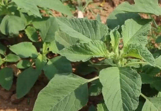 老过劲野菜图片图片