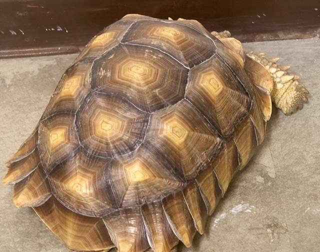 2012年北京男子捡只乌龟,养7年发现不对劲,警方得知后立即上门