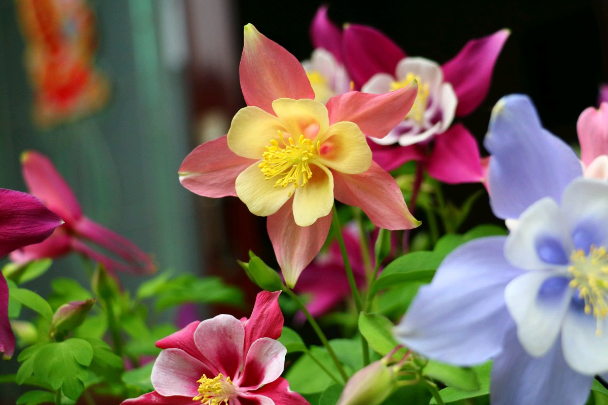 今期就给大家介绍一种最耐寒的植物,当然,"最"是相对观赏花卉这一范围