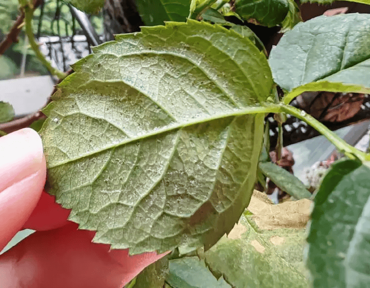 月季红蜘蛛来袭,用这2个小方法,可快速根治!