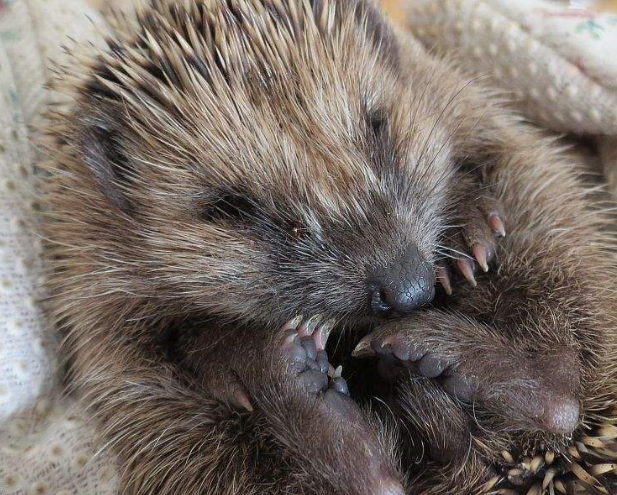 刺猬怀孕及如何喂养刺猬宝宝