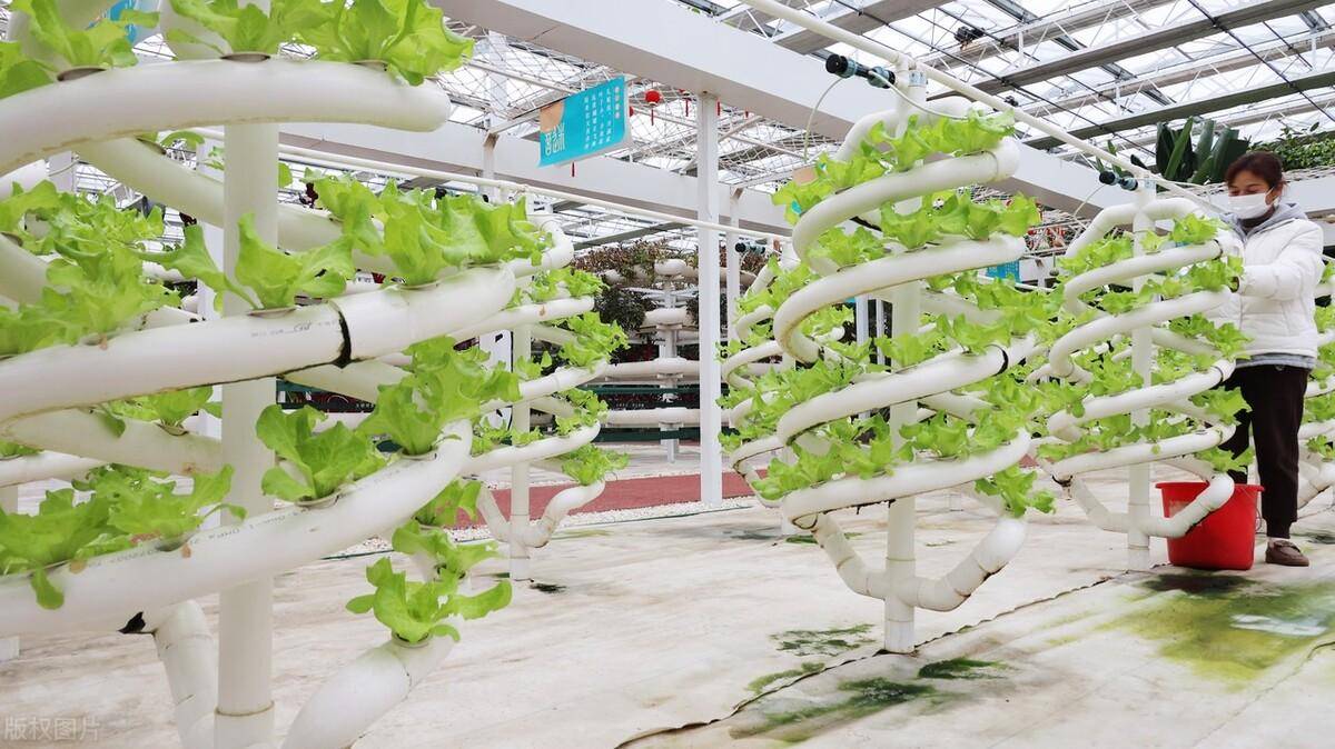 新农人|立体农业是什么意思?_发展_种植_土地