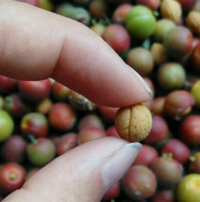 榆叶梅手串需要只要盘玩方法,因为榆叶梅手串跟金刚一样比较容易开裂