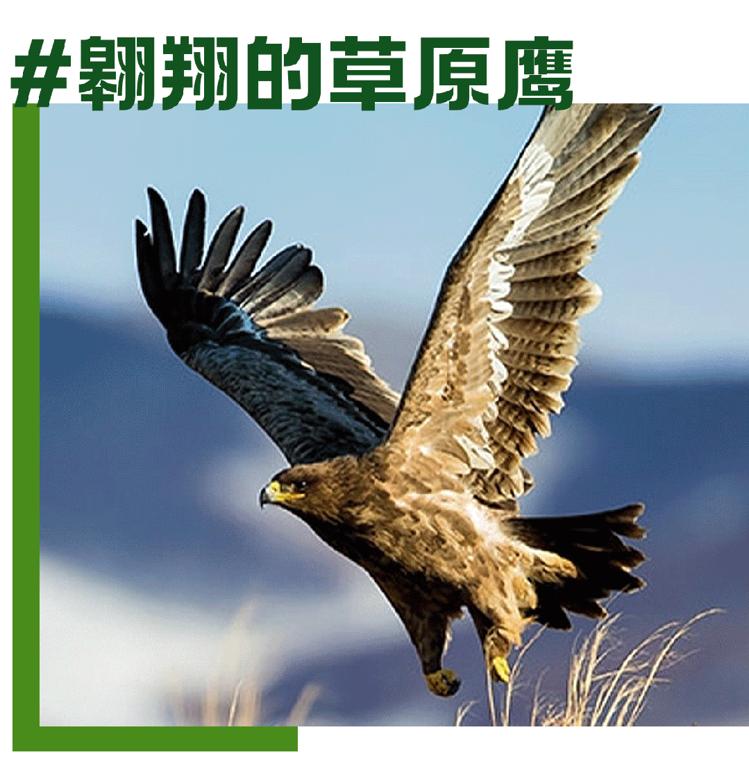 2024斯坦星球亲子研学·内蒙古 呼伦贝尔草原奇遇六天五晚亲子营