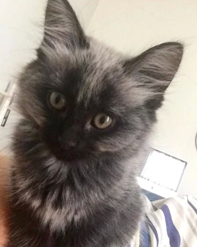 这只猫怎么养着养着就从"银狐"变成"黑豹",这主人赚大发了!