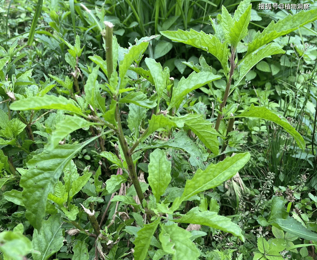 心叶荆芥图片